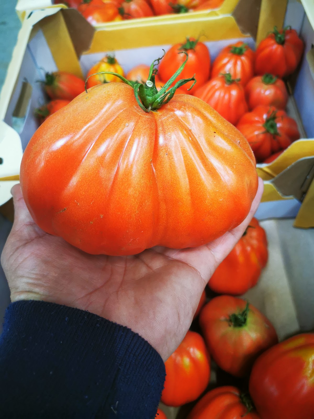 Hand hält eine große Ochsenherztomate über Erntekisten