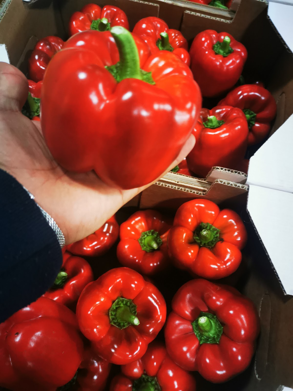 Hand hält eine rote Paprika über Erntekisten